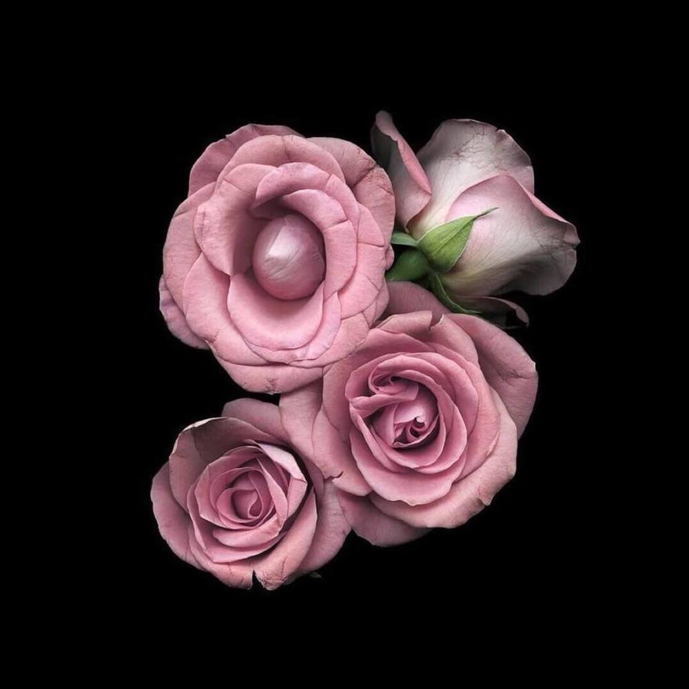 Meet your Posher, Scarlett